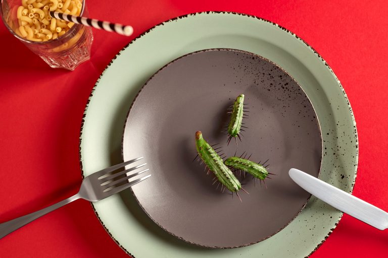 Cactus branches lie on a brown plate. There is a large green plate under the plate. A fork and a knife lie on the edges of the plates. On a red background. View from above.