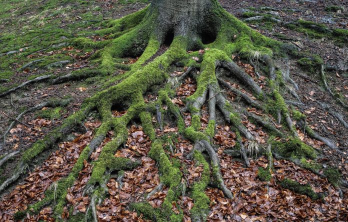 Tree roots