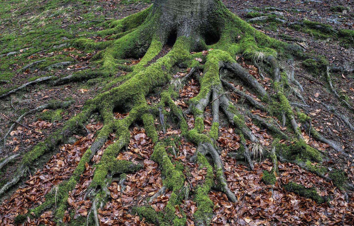 Tree roots